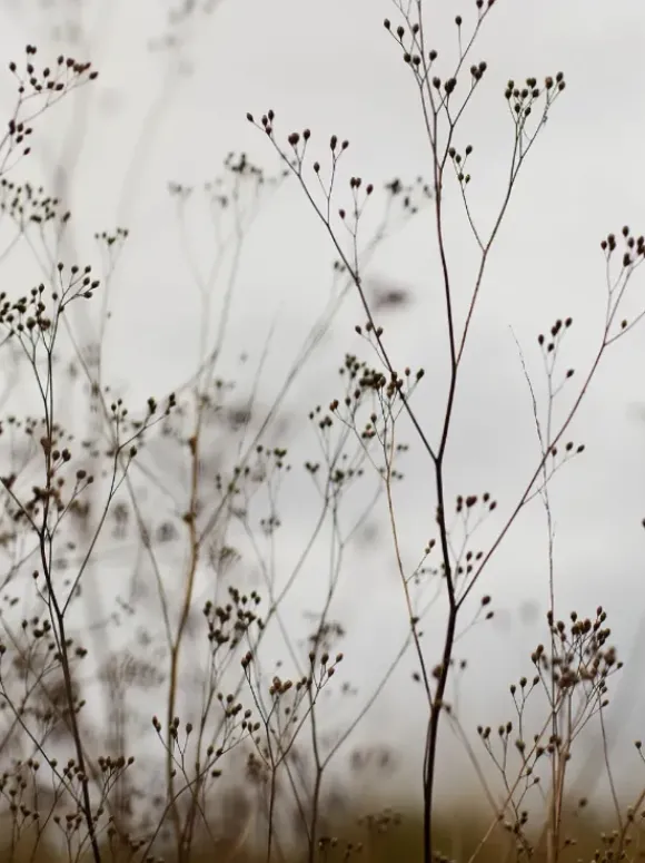 11 minuutin kasvojooga -kirja