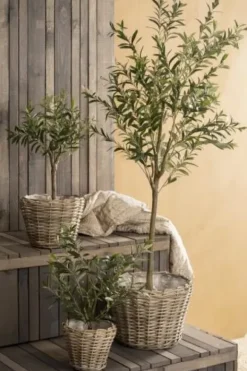 Ib Laursen - Oliivipuu S h75cm