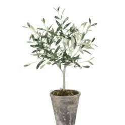Oliivipuu H44cm