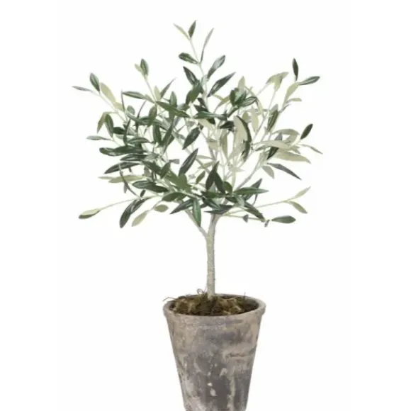 Oliivipuu H44cm