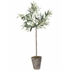 Oliivipuu H73cm