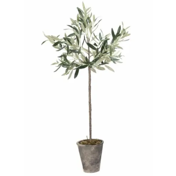 Oliivipuu H73cm