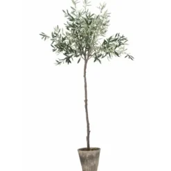 Oliivipuu H160cm