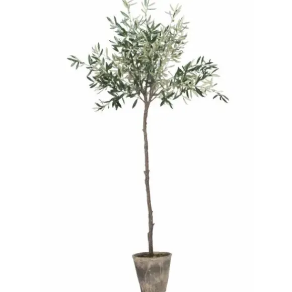 Oliivipuu H160cm