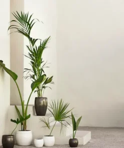 Tine K Home - ruukku, phantom